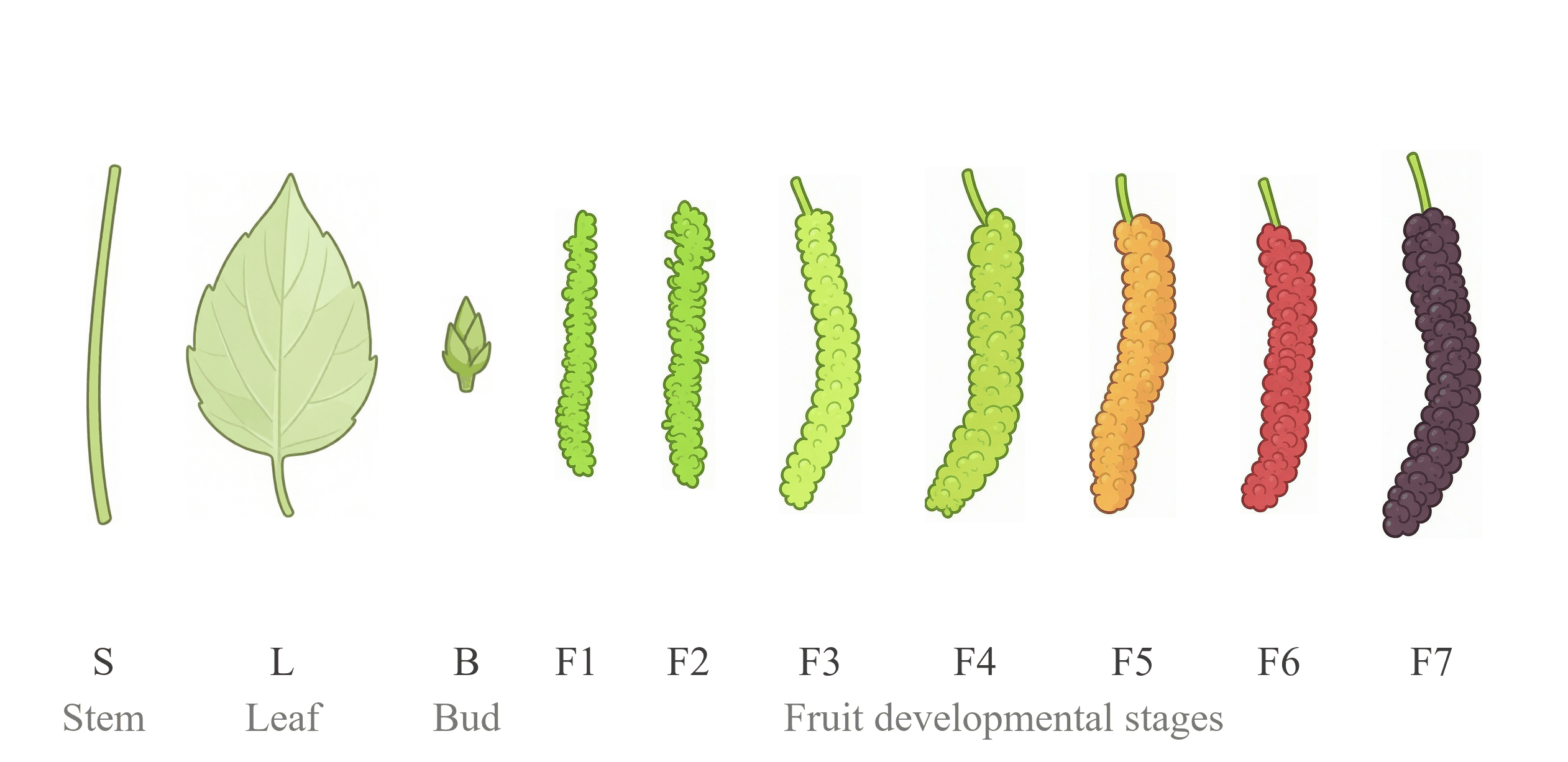 TWCG unified expression reference: stem S, leaf L, bud B and fruit F1-F7 (young to mature fruit), 10 samples