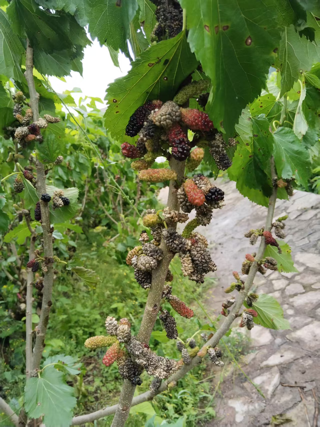 White mulberry (Morus alba) fruits showing hypertrophic sorosis sclerote disease after Ciboria shiraiana infection