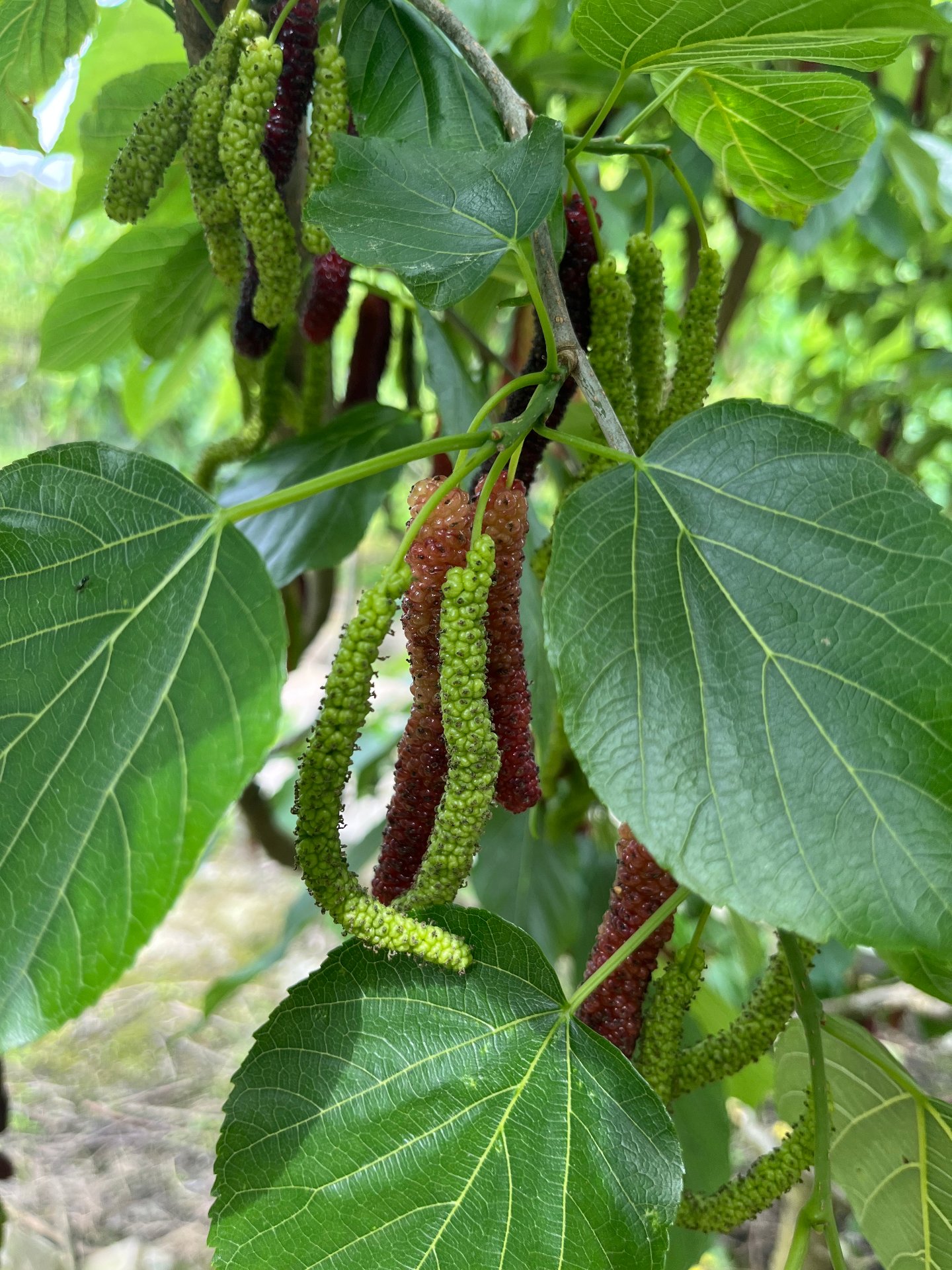 Taiwan Changguosang (TWCG) long mulberry bearing healthy elongated fruits on the tree